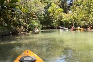 Tour in the mangroves of Quepos in Manuel Antonio by boat with monkeys