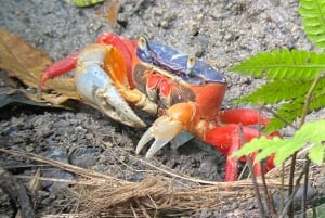 Tour in the mangroves of Quepos in Manuel Antonio by boat with monkeys