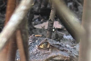 Tour in the mangroves of Quepos in Manuel Antonio by boat with monkeys