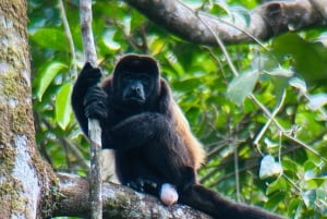 Tour in the mangroves of Quepos in Manuel Antonio by boat with monkeys