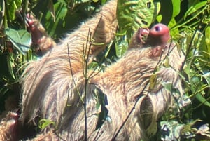 Tour in the mangroves of Quepos in Manuel Antonio by boat with monkeys