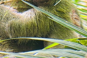 Tour in the mangroves of Quepos in Manuel Antonio by boat with monkeys