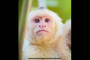 Excursion dans les mangroves de Quepos à Manuel Antonio en bateau avec des singes