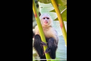 Excursion dans les mangroves de Quepos à Manuel Antonio en bateau avec des singes