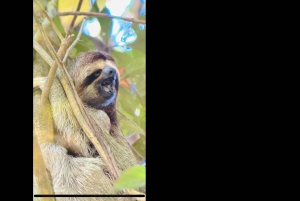 Excursion dans les mangroves de Quepos à Manuel Antonio en bateau avec des singes