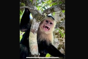 Excursion dans les mangroves de Quepos à Manuel Antonio en bateau avec des singes