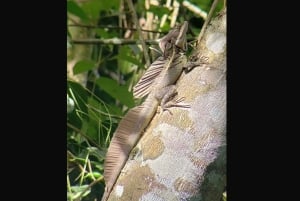 Excursion dans les mangroves de Quepos à Manuel Antonio en bateau avec des singes