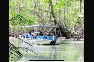 Excursion dans les mangroves de Quepos à Manuel Antonio en bateau avec des singes