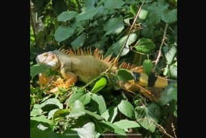 Excursion dans les mangroves de Quepos à Manuel Antonio en bateau avec des singes