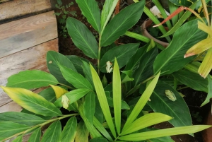 Rondvaart door de grachten