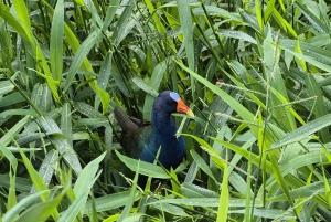 Rondvaart door de grachten