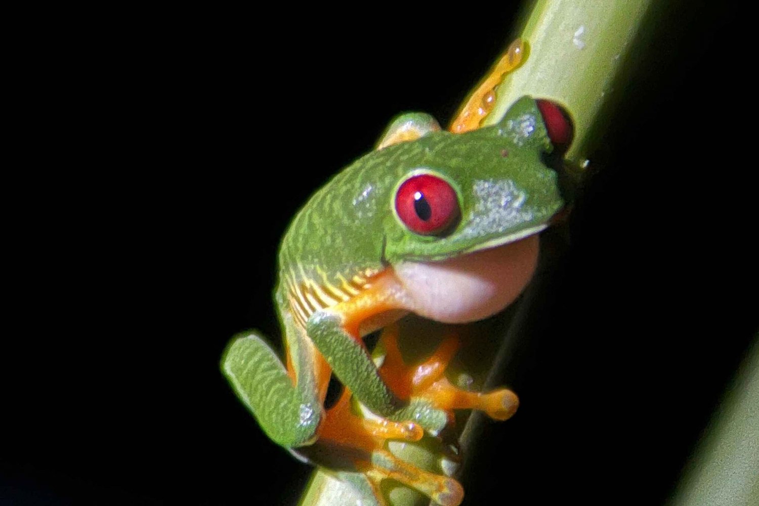 True Jungle Night Tour Manuel Antonio area