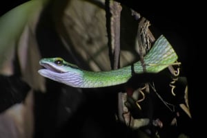 Verdadero tour nocturno por la jungla en la zona de Manuel Antonio