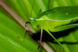 Verdadero tour nocturno por la jungla en la zona de Manuel Antonio