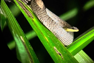 Verdadero tour nocturno por la jungla en la zona de Manuel Antonio