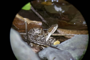 Verdadero tour nocturno por la jungla en la zona de Manuel Antonio