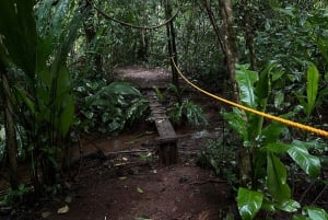 Verdadero tour nocturno por la jungla en la zona de Manuel Antonio