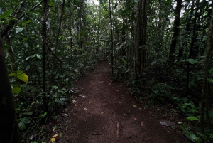 Verdadero tour nocturno por la jungla en la zona de Manuel Antonio