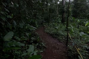 Verdadero tour nocturno por la jungla en la zona de Manuel Antonio