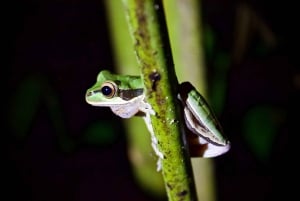 Verdadero tour nocturno por la jungla en la zona de Manuel Antonio