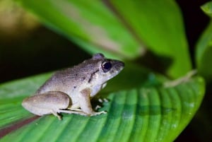True Jungle Night Tour Manuel Antonio area