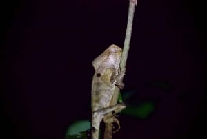 True Jungle Night Tour Manuel Antonio area