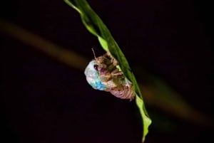 True Jungle Night Tour Manuel Antonio area