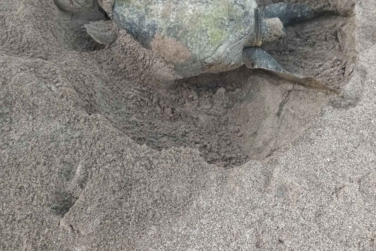 Nidificación y eclosión de tortugas en una playa aislada cerca de Tamarindo