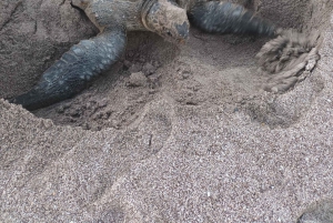 Kilpikonnien pesiminen/kuoriutuminen syrjäisellä rannalla lähellä Tamarindoa