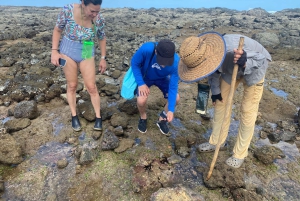 Kilpikonnien pesiminen/kuoriutuminen syrjäisellä rannalla lähellä Tamarindoa