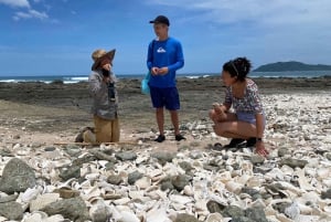 Kilpikonnien pesiminen/kuoriutuminen syrjäisellä rannalla lähellä Tamarindoa