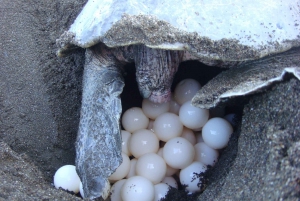 Skildpaddetur i Tortuguero