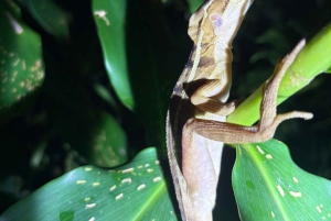 Skildpaddetur i Tortuguero