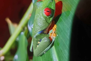 Skildpaddetur i Tortuguero