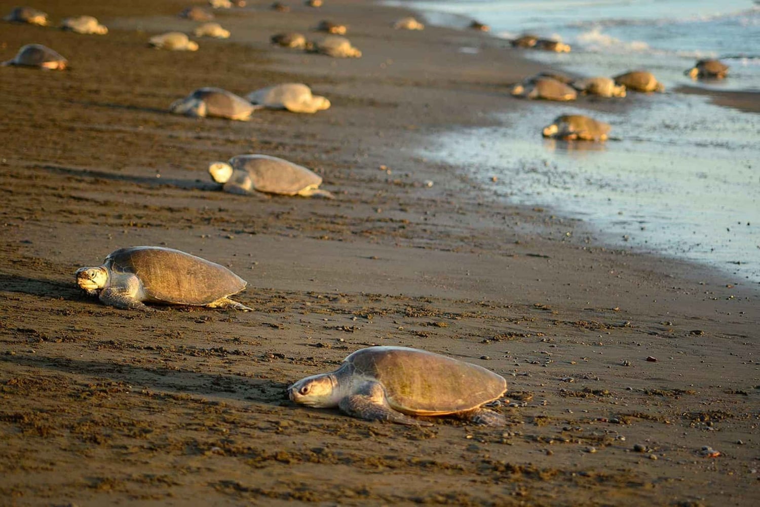 AVISTAMIENTO DE TORTUGAS EN TORTUGUERO COSTA RICA