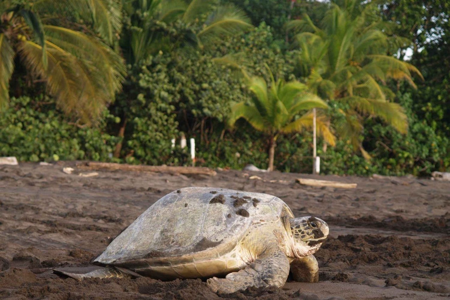 AVISTAMIENTO DE TORTUGAS EN TORTUGUERO COSTA RICA