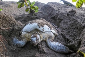 SCHILDPADDEN KIJKEN IN TORTUGUERO COSTA RICA