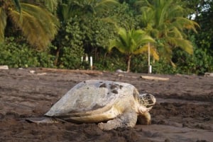 SCHILDPADDEN KIJKEN IN TORTUGUERO COSTA RICA