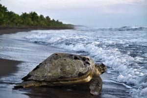 SCHILDPADDEN KIJKEN IN TORTUGUERO COSTA RICA