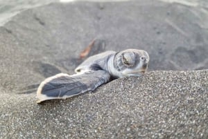 SCHILDPADDEN KIJKEN IN TORTUGUERO COSTA RICA