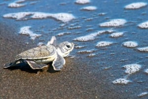SCHILDPADDEN KIJKEN IN TORTUGUERO COSTA RICA