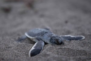 SCHILDPADDEN KIJKEN IN TORTUGUERO COSTA RICA