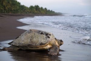 SCHILDPADDEN KIJKEN IN TORTUGUERO COSTA RICA