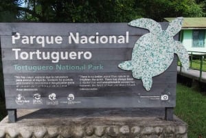 AVISTAMIENTO DE TORTUGAS EN TORTUGUERO COSTA RICA