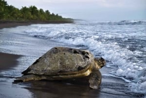 AVISTAMIENTO DE TORTUGAS EN TORTUGUERO COSTA RICA