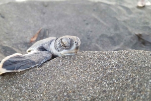 AVISTAMIENTO DE TORTUGAS EN TORTUGUERO COSTA RICA