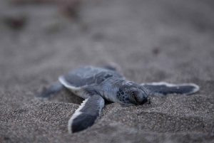 AVISTAMIENTO DE TORTUGAS EN TORTUGUERO COSTA RICA