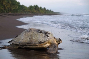 AVISTAMIENTO DE TORTUGAS EN TORTUGUERO COSTA RICA