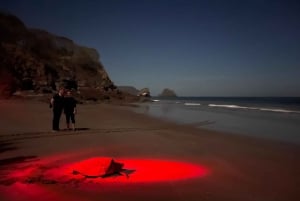 Tamarindo: Turtle Watching Night Tour with Expert Naturalist