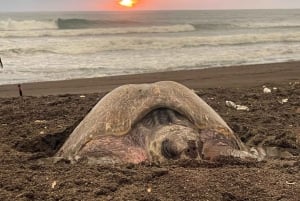 Tamarindo: Turtle Watching Night Tour with Expert Naturalist